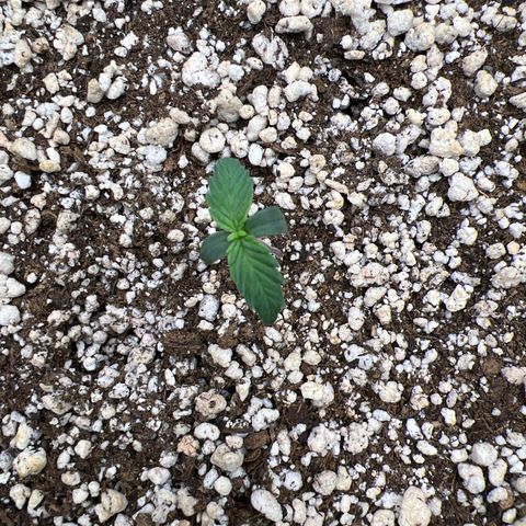  CBD Spliff Berry #1 growlog timeline photo