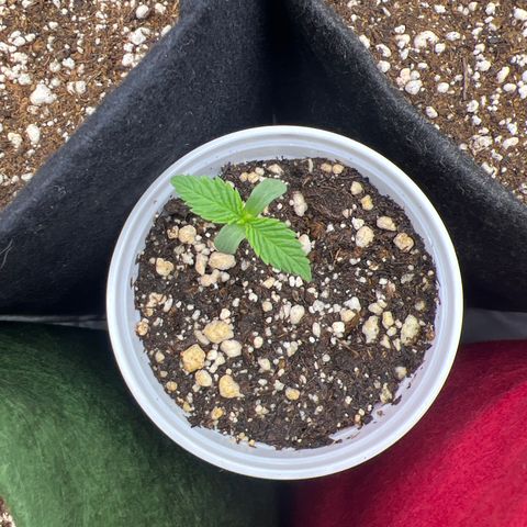 CBD Spliff Berry #2 growlog timeline photo