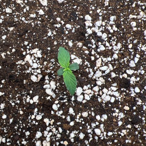  CBD Spliff Berry #1 growlog timeline photo