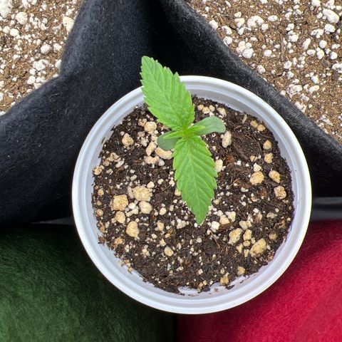 CBD Spliff Berry #2 growlog timeline photo