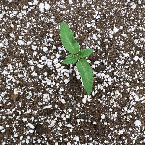 Super Lemon Haze #2 growlog timeline photo