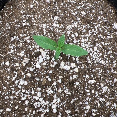 Super Lemon Haze #3 growlog timeline photo