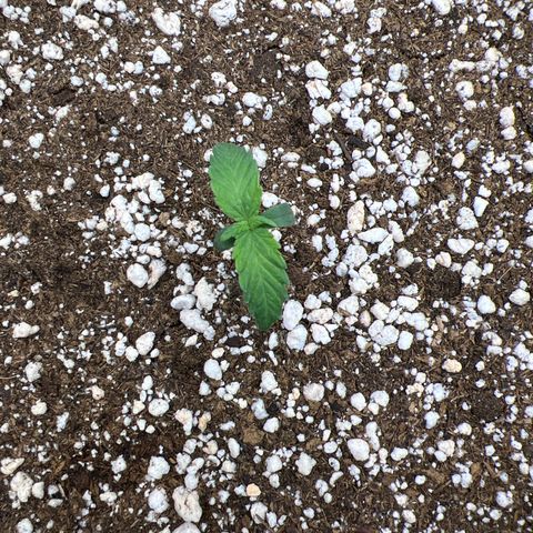  CBD Spliff Berry #1 growlog timeline photo