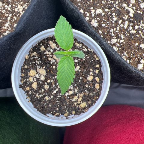 CBD Spliff Berry #2 growlog timeline photo