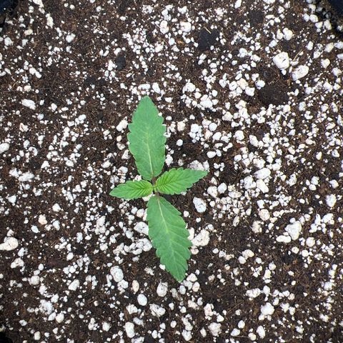 Super Lemon Haze #1 growlog timeline photo