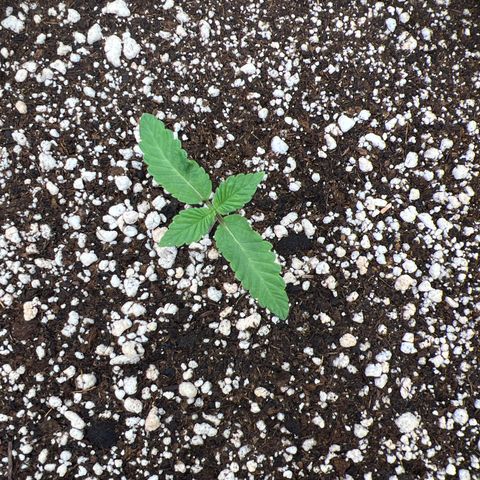 Super Lemon Haze #2 growlog timeline photo