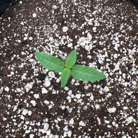 Super Lemon Haze #3 growlog timeline photo