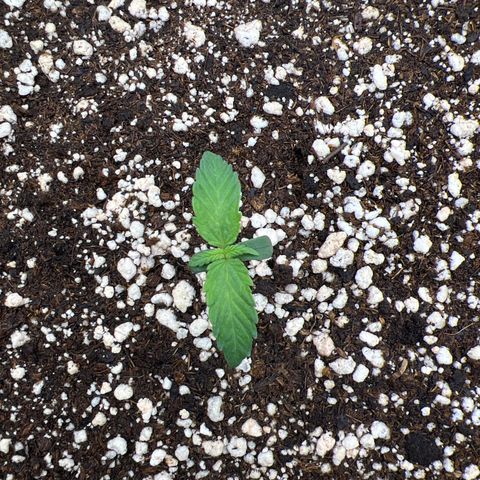  CBD Spliff Berry #1 growlog timeline photo