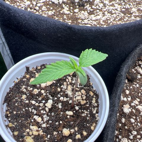 CBD Spliff Berry #2 growlog timeline photo