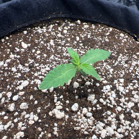 Super Lemon Haze #1 growlog timeline photo
