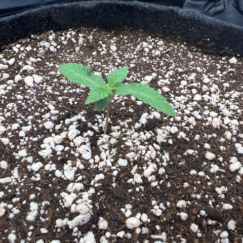 Super Lemon Haze #2 growlog timeline photo
