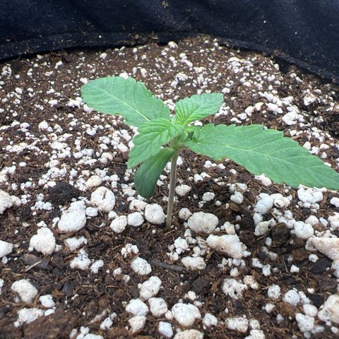 Super Lemon Haze #3 growlog timeline photo
