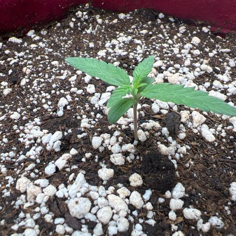 Violet Wedding Cake #1 growlog timeline photo