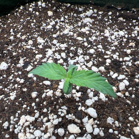  CBD Spliff Berry #1 growlog timeline photo