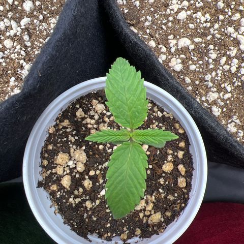 CBD Spliff Berry #2 growlog timeline photo
