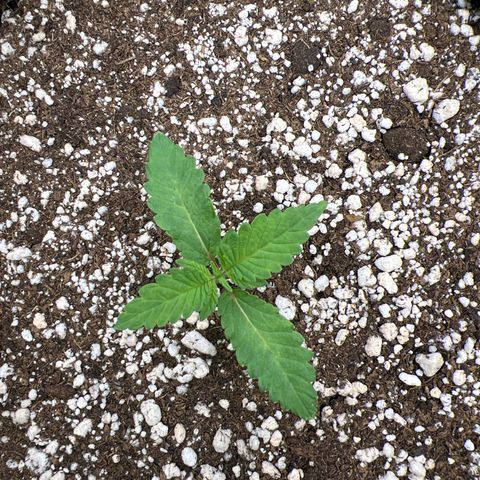 Super Lemon Haze #1 growlog timeline photo