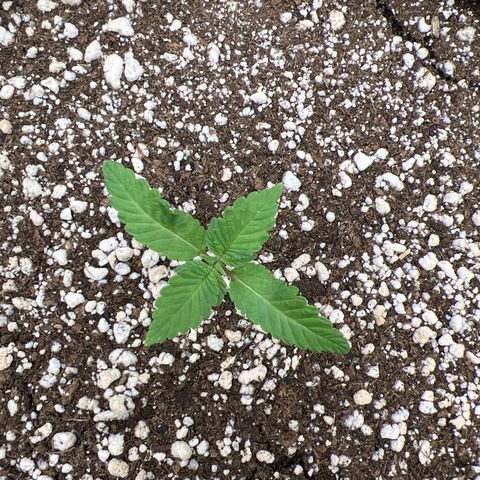 Super Lemon Haze #2 growlog timeline photo