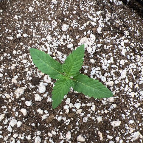 Super Lemon Haze #3 growlog timeline photo
