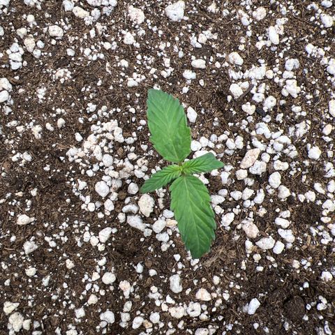  CBD Spliff Berry #1 growlog timeline photo