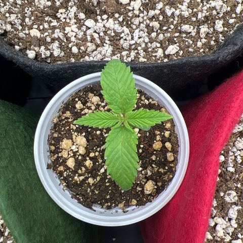 CBD Spliff Berry #2 growlog timeline photo
