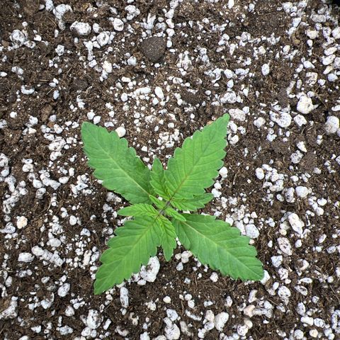 Super Lemon Haze #1 growlog timeline photo