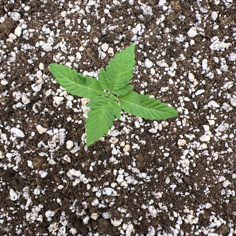 Super Lemon Haze #2 growlog timeline photo