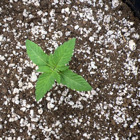 Super Lemon Haze #3 growlog timeline photo