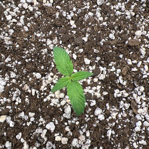  CBD Spliff Berry #1 growlog timeline photo