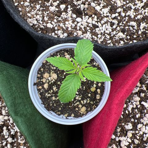 CBD Spliff Berry #2 growlog timeline photo
