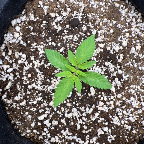 Super Lemon Haze #1 growlog timeline photo