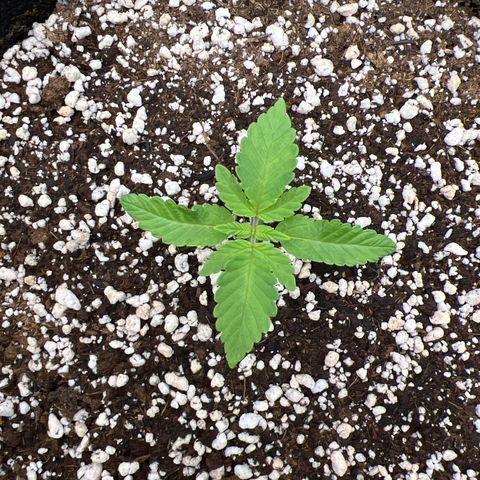 Super Lemon Haze #2 growlog timeline photo