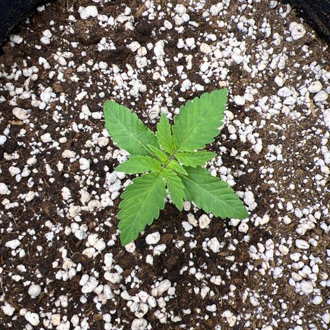 Super Lemon Haze #3 growlog timeline photo