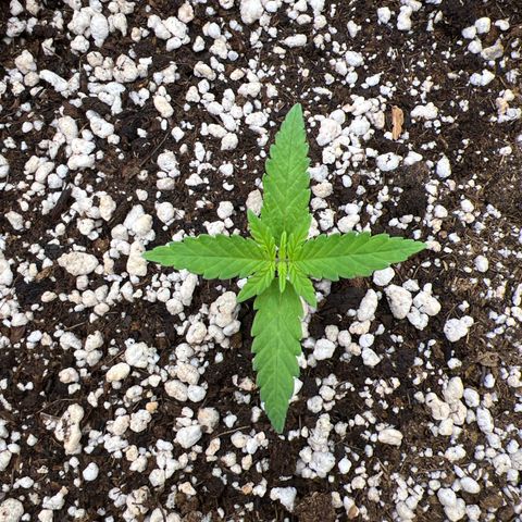 Violet Wedding Cake #1 growlog timeline photo