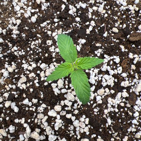  CBD Spliff Berry #1 growlog timeline photo
