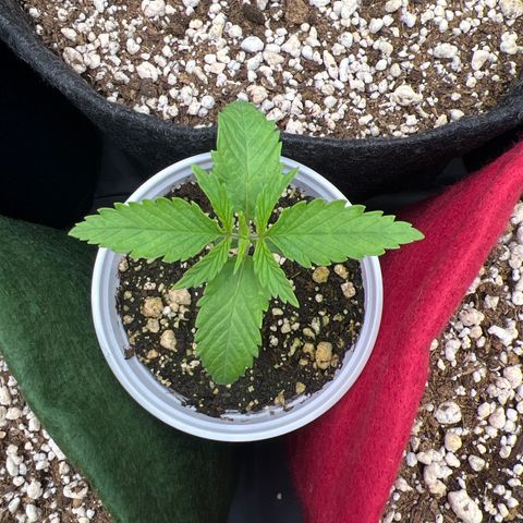 CBD Spliff Berry #2 growlog timeline photo