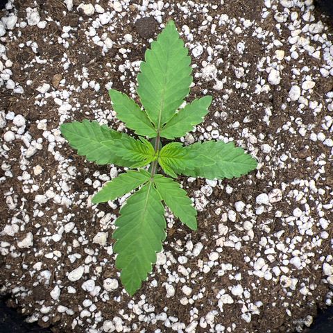 Super Lemon Haze #1 growlog timeline photo