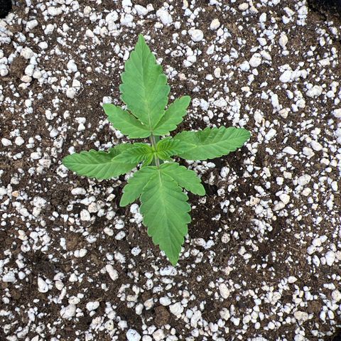 Super Lemon Haze #2 growlog timeline photo