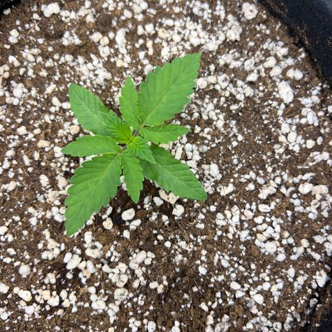 Super Lemon Haze #3 growlog timeline photo