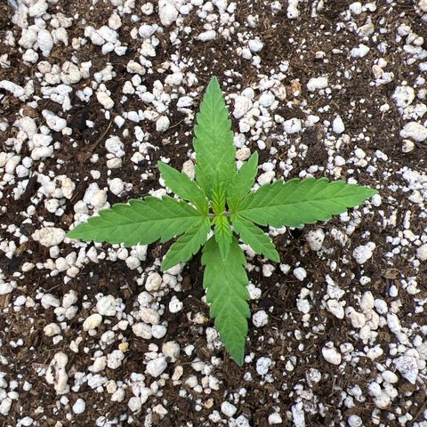 Violet Wedding Cake #1 growlog timeline photo