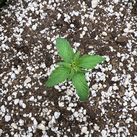  CBD Spliff Berry #1 growlog timeline photo