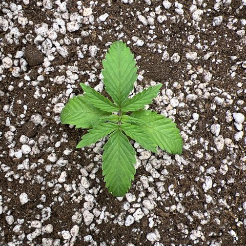 CBD Spliff Berry #2 growlog timeline photo