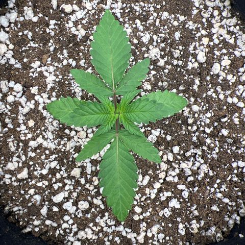 Super Lemon Haze #1 growlog timeline photo
