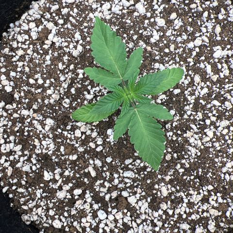 Super Lemon Haze #2 growlog timeline photo