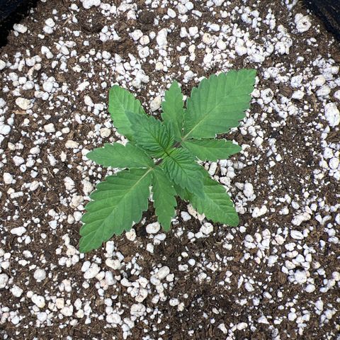 Super Lemon Haze #3 growlog timeline photo