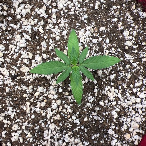 Violet Wedding Cake #1 growlog timeline photo