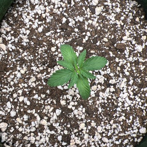  CBD Spliff Berry #1 growlog timeline photo