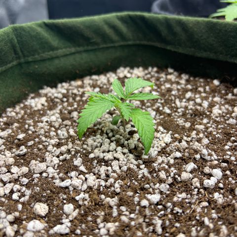 CBD Spliff Berry #2 growlog timeline photo