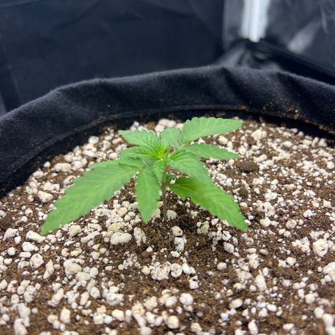 Super Lemon Haze #1 growlog timeline photo