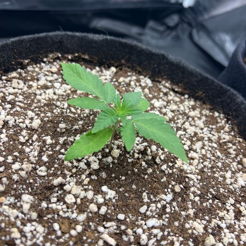 Super Lemon Haze #2 growlog timeline photo