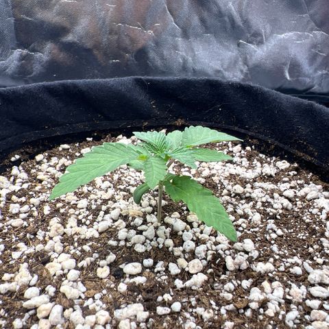 Super Lemon Haze #3 growlog timeline photo